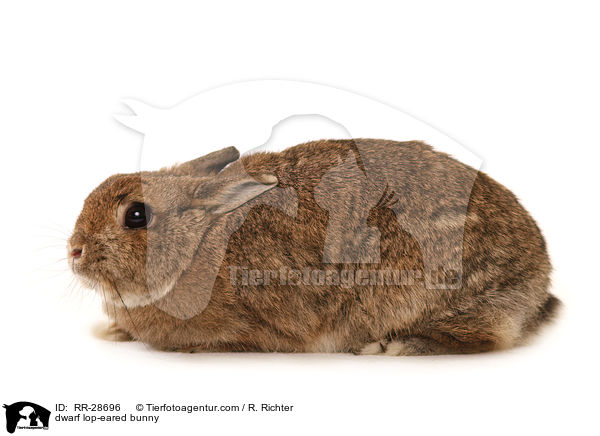 dwarf lop-eared bunny / RR-28696