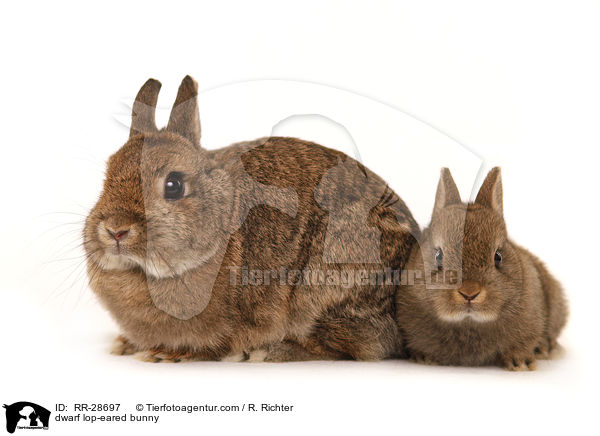 dwarf lop-eared bunny / RR-28697