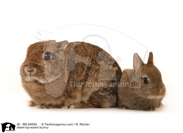 Farbenzwerg / dwarf lop-eared bunny / RR-28698
