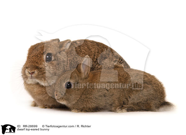 dwarf lop-eared bunny / RR-28699