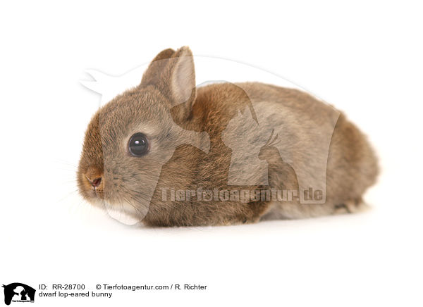 dwarf lop-eared bunny / RR-28700