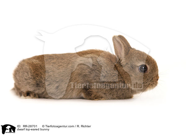 dwarf lop-eared bunny / RR-28701