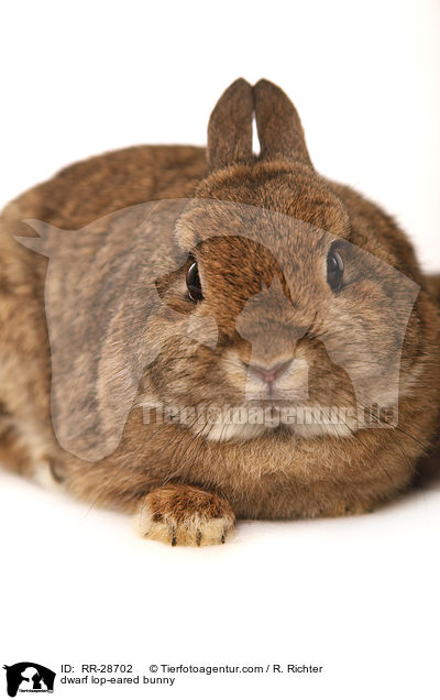 dwarf lop-eared bunny / RR-28702