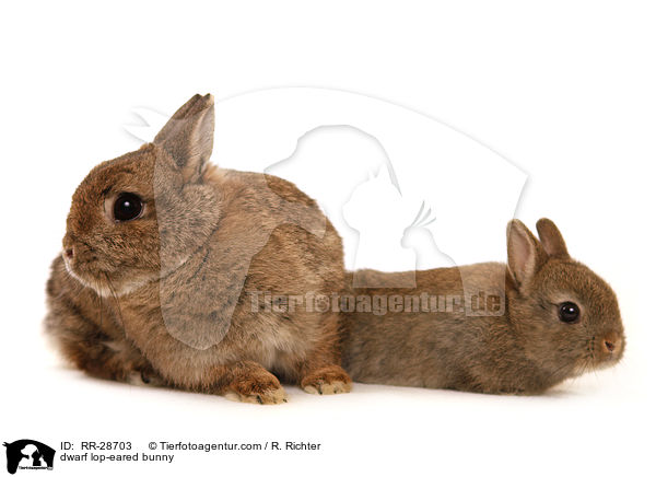 dwarf lop-eared bunny / RR-28703