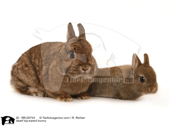 dwarf lop-eared bunny / RR-28704