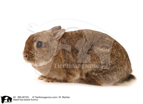 dwarf lop-eared bunny / RR-28705