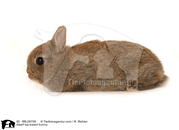 Farbenzwerg / dwarf lop-eared bunny / RR-28706