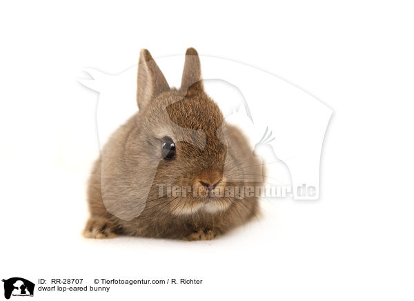 dwarf lop-eared bunny / RR-28707