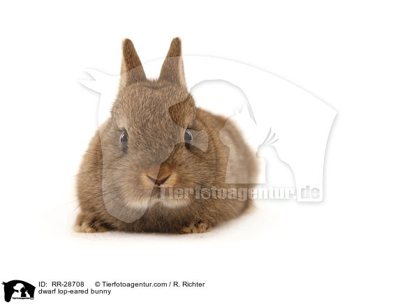 dwarf lop-eared bunny / RR-28708