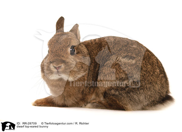Farbenzwerg / dwarf lop-eared bunny / RR-28709