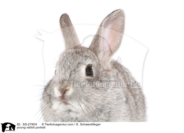 young rabbit portrait / SS-27804