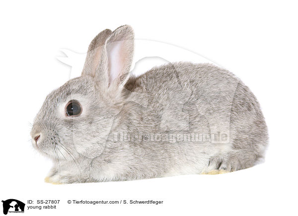 junger Farbenzwerg / young rabbit / SS-27807