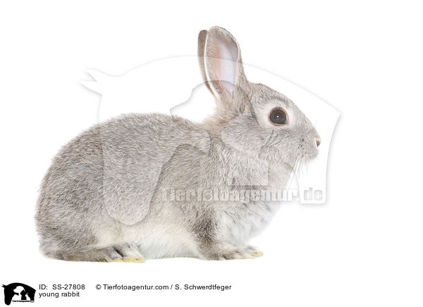 junger Farbenzwerg / young rabbit / SS-27808