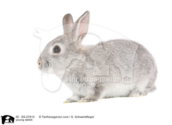 junger Farbenzwerg / young rabbit / SS-27810