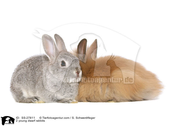 2 young dwarf rabbits / SS-27811