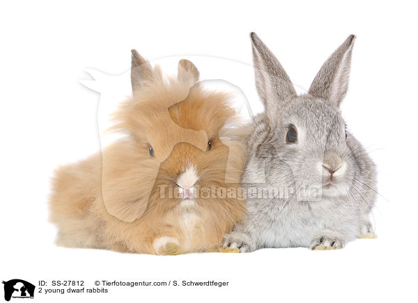 2 young dwarf rabbits / SS-27812