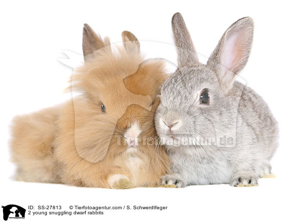 2 young snuggling dwarf rabbits / SS-27813