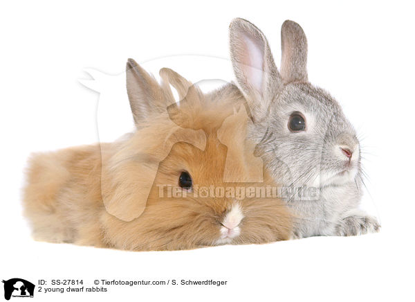 2 young dwarf rabbits / SS-27814