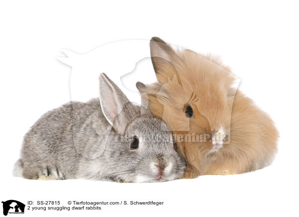 2 young snuggling dwarf rabbits / SS-27815