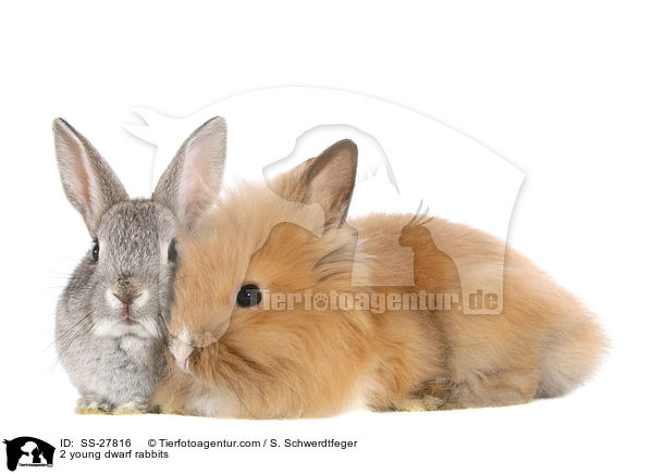 2 junge Zwergkaninchen / 2 young pygmy rabbits / SS-27816