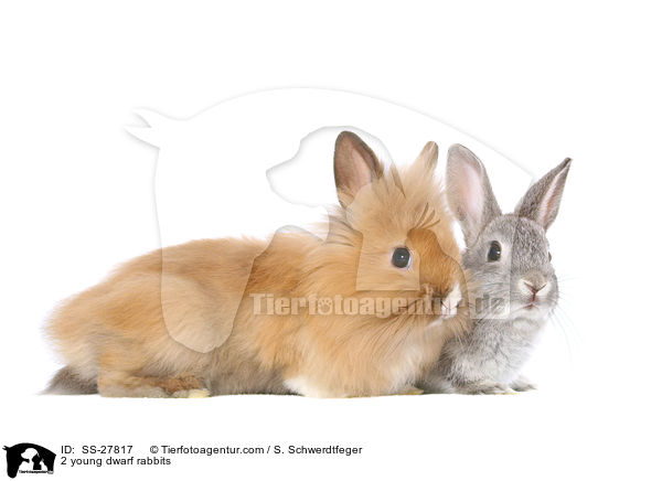 2 young dwarf rabbits / SS-27817