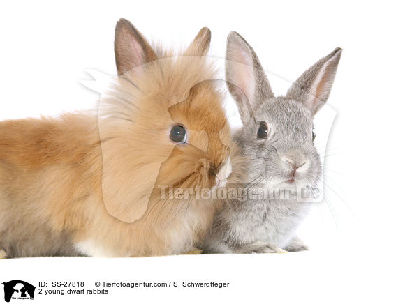 2 young dwarf rabbits / SS-27818