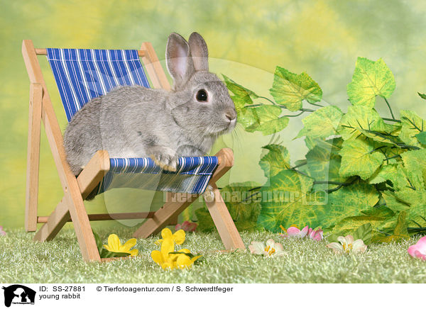 junger Farbenzwerg / young rabbit / SS-27881