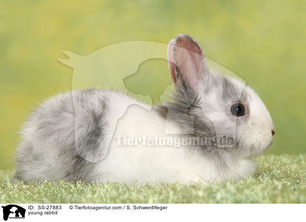 junger Farbenzwerg / young rabbit / SS-27883
