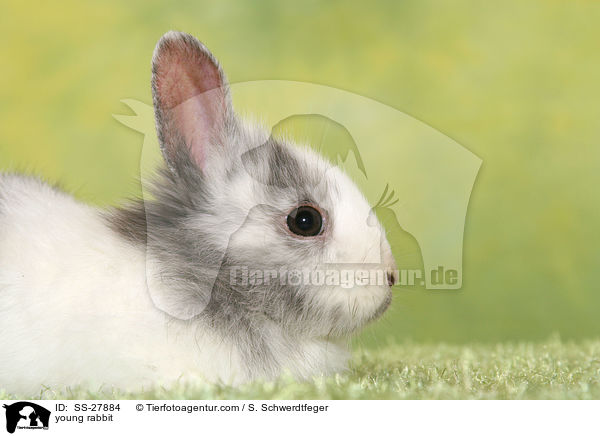 junger Farbenzwerg / young rabbit / SS-27884