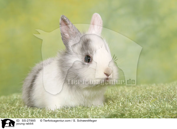 young rabbit / SS-27885