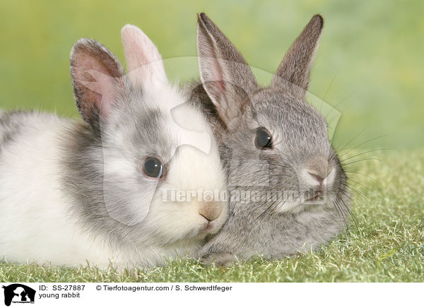 junger Farbenzwerg / young rabbit / SS-27887