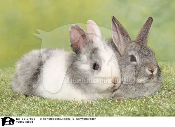 junger Farbenzwerg / young rabbit / SS-27888