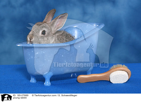 junger Farbenzwerg / young rabbit / SS-27889