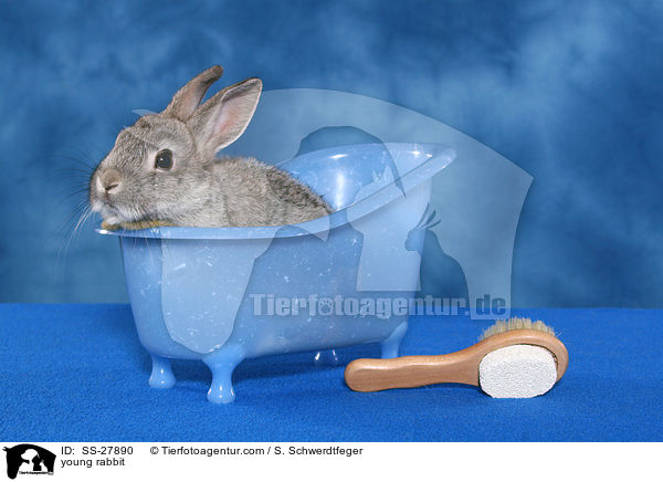 junger Farbenzwerg / young rabbit / SS-27890