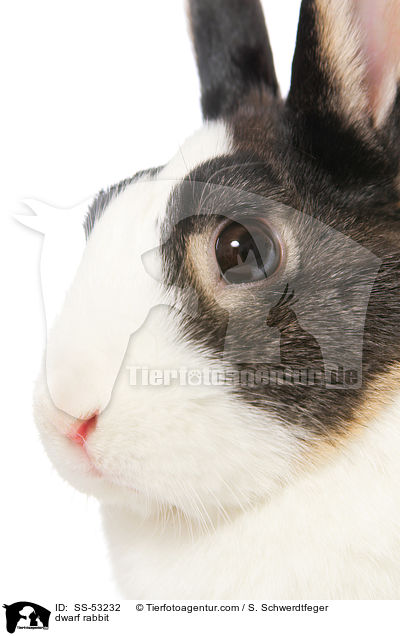 Farbenzwerg / dwarf rabbit / SS-53232