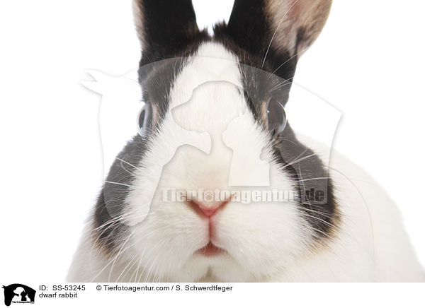 Farbenzwerg / dwarf rabbit / SS-53245