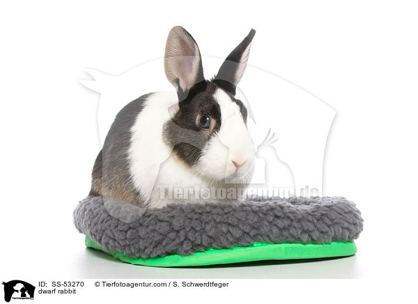 Farbenzwerg / dwarf rabbit / SS-53270