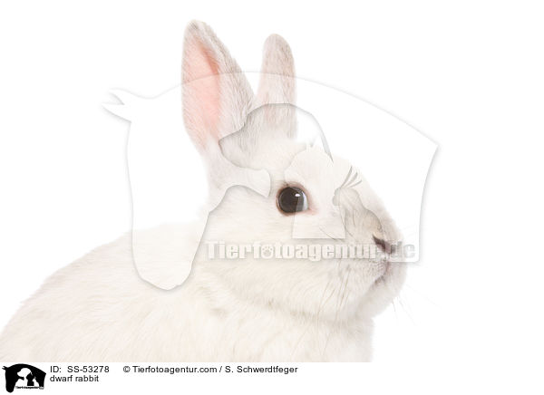 dwarf rabbit / SS-53278