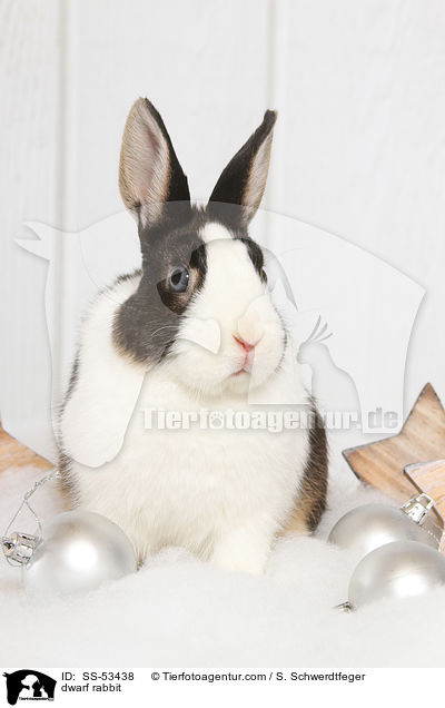 Farbenzwerg / dwarf rabbit / SS-53438