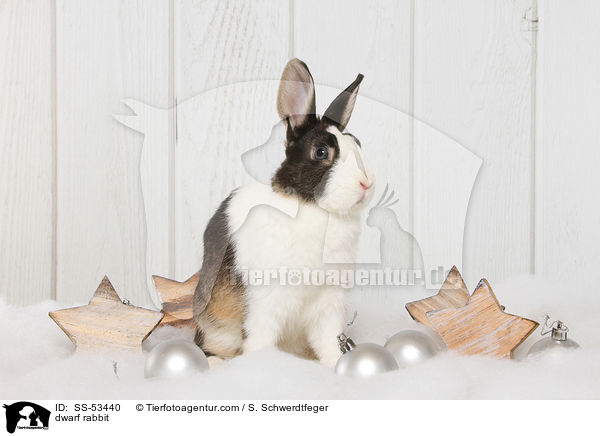 Farbenzwerg / dwarf rabbit / SS-53440