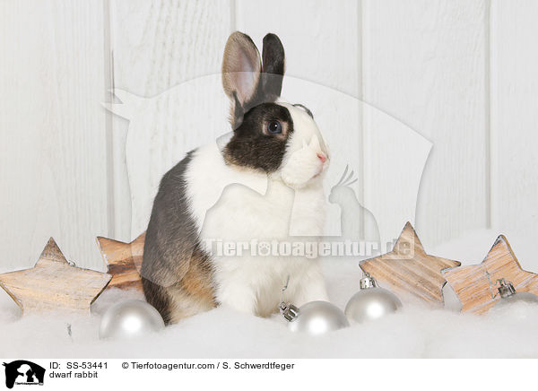 dwarf rabbit / SS-53441