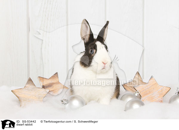 Farbenzwerg / dwarf rabbit / SS-53442