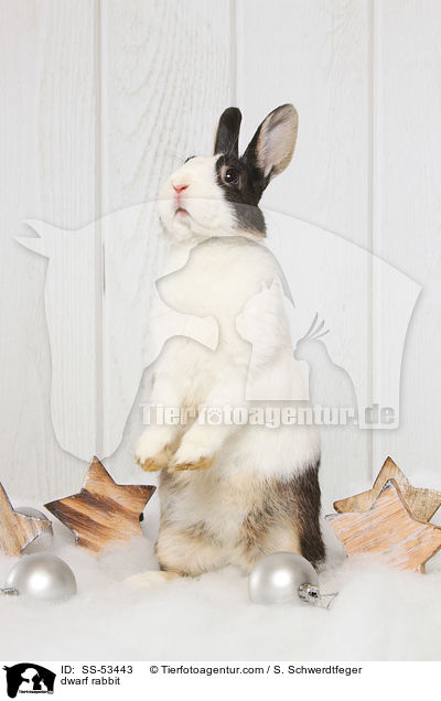 Farbenzwerg / dwarf rabbit / SS-53443