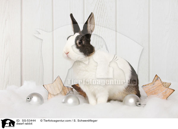 Farbenzwerg / dwarf rabbit / SS-53444