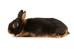 Netherland dwarf