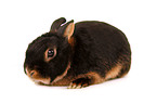 Netherland dwarf