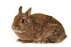 dwarf lop-eared bunny