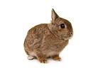 dwarf lop-eared bunny