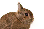 dwarf lop-eared bunny