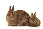 dwarf lop-eared bunny